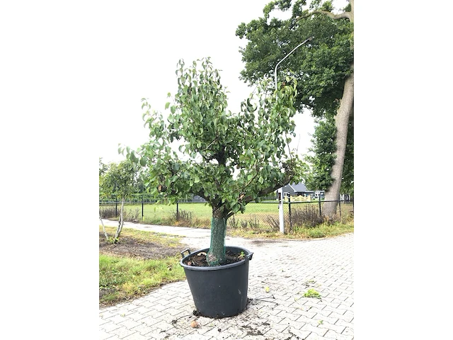 3x perenboom pyrus 'conference', karakterboom, vruchtdragend, ca. 250 cm hoog - afbeelding 2 van  4