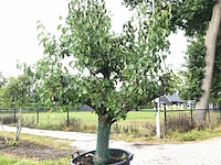 3x perenboom pyrus 'conference', karakterboom, vruchtdragend, ca. 250 cm hoog - afbeelding 2 van  4