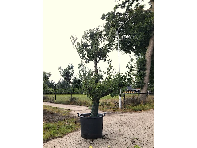 3x perenboom pyrus 'conference', karakterboom, vruchtdragend, ca. 250 cm hoog - afbeelding 3 van  4