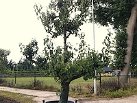 3x perenboom pyrus 'conference', karakterboom, vruchtdragend, ca. 250 cm hoog - afbeelding 3 van  4