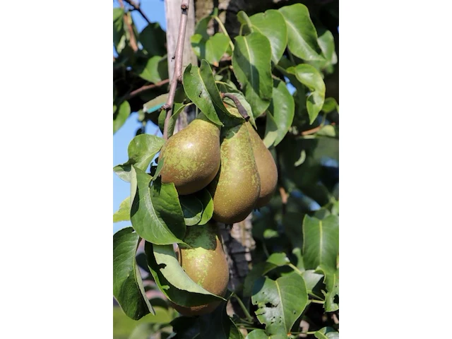 3x perenboom pyrus 'conference', karakterboom, vruchtdragend, ca. 250 cm hoog - afbeelding 4 van  4