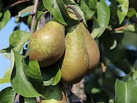 3x perenboom pyrus 'conference', karakterboom, vruchtdragend, ca. 250 cm hoog - afbeelding 4 van  4