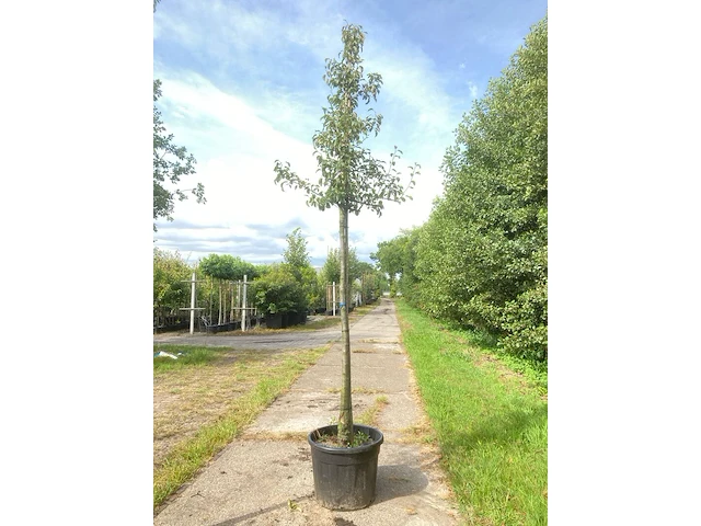 3x perenboom pyrus 'doyenne du comicé', fruitboom, ca. 3 m hoog - afbeelding 1 van  3
