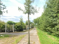 3x perenboom pyrus 'doyenne du comicé', fruitboom, ca. 3 m hoog - afbeelding 1 van  3
