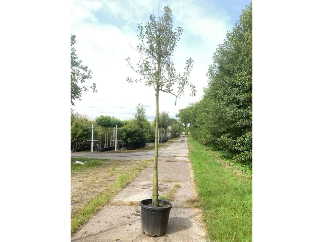 3x perenboom pyrus 'doyenne du comicé', fruitboom, ca. 3 m hoog - afbeelding 2 van  3