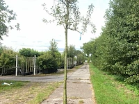 3x perenboom pyrus 'doyenne du comicé', fruitboom, ca. 3 m hoog - afbeelding 2 van  3