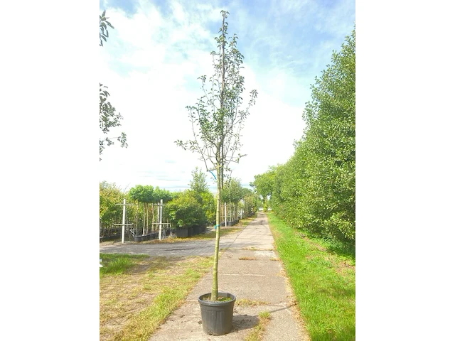 3x perenboom pyrus 'doyenne du comicé', fruitboom, ca. 3 m hoog - afbeelding 3 van  3