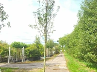 3x perenboom pyrus 'doyenne du comicé', fruitboom, ca. 3 m hoog - afbeelding 3 van  3