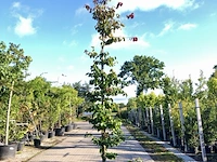 3x perzisch ijzerhout parrotia 'bella', zuilvorm, rode herfstkleur, ca. 3 m hoog - afbeelding 1 van  4