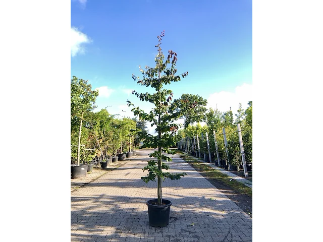 3x perzisch ijzerhout parrotia 'bella', zuilvorm, rode herfstkleur, ca. 3 m hoog - afbeelding 2 van  4