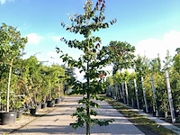 3x perzisch ijzerhout parrotia 'bella', zuilvorm, rode herfstkleur, ca. 3 m hoog - afbeelding 2 van  4