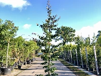 3x perzisch ijzerhout parrotia 'bella', zuilvorm, rode herfstkleur, ca. 3 m hoog - afbeelding 3 van  4