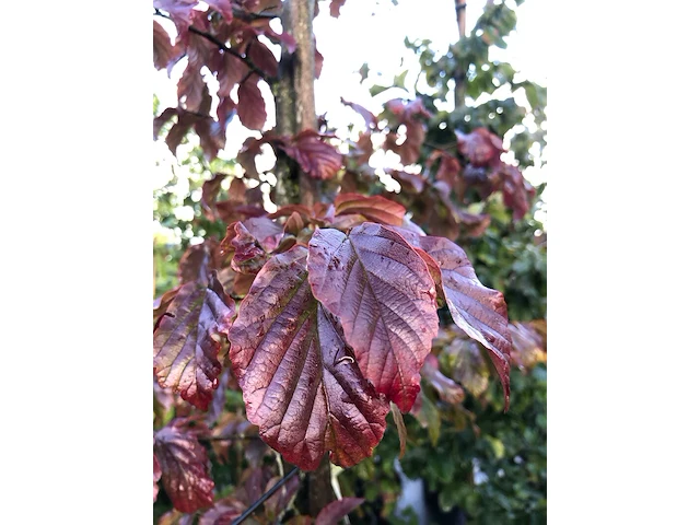 3x perzisch ijzerhout parrotia 'bella', zuilvorm, rode herfstkleur, ca. 3 m hoog - afbeelding 4 van  4