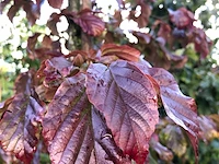 3x perzisch ijzerhout parrotia 'bella', zuilvorm, rode herfstkleur, ca. 3 m hoog - afbeelding 4 van  4