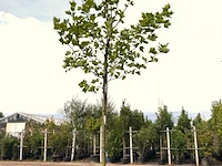 3x plataan platanus hispanica, ca. 4 m hoog - afbeelding 1 van  3