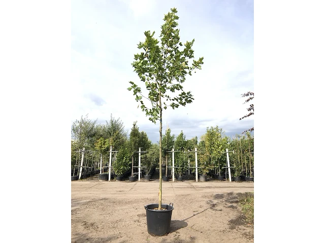 3x plataan platanus hispanica, ca. 4 m hoog - afbeelding 2 van  3