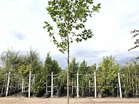 3x plataan platanus hispanica, ca. 4 m hoog - afbeelding 2 van  3