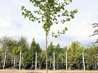 3x plataan platanus hispanica, ca. 4 m hoog - afbeelding 3 van  3