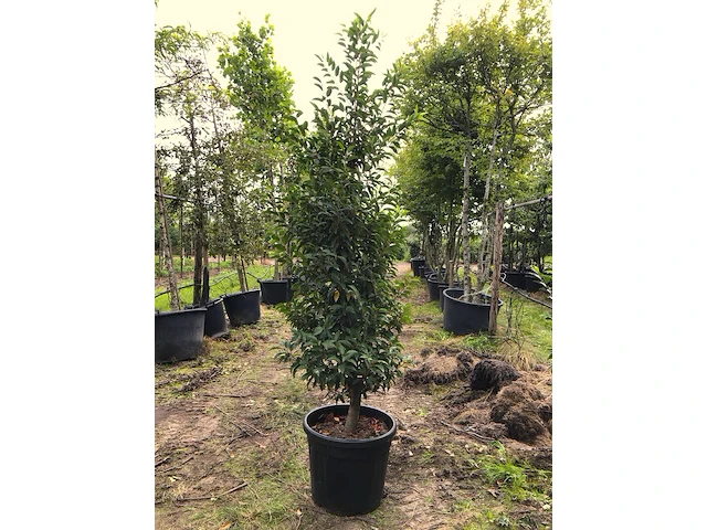 3x portugese laurier prunus 'angustifolia', haagplant, wintergroen, ca. 200 cm hoog - afbeelding 1 van  2