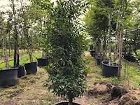 3x portugese laurier prunus 'angustifolia', haagplant, wintergroen, ca. 200 cm hoog - afbeelding 1 van  2