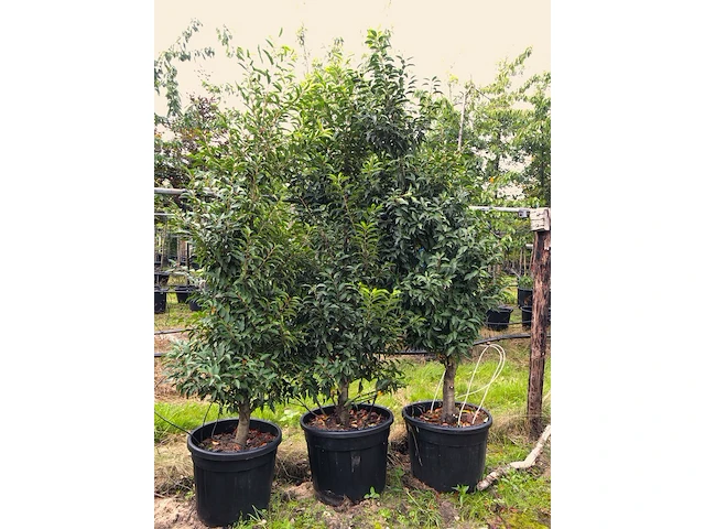 3x portugese laurier prunus 'angustifolia', haagplant, wintergroen, ca. 200 cm hoog - afbeelding 2 van  2
