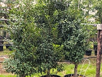 3x portugese laurier prunus 'angustifolia', haagplant, wintergroen, ca. 200 cm hoog - afbeelding 2 van  2