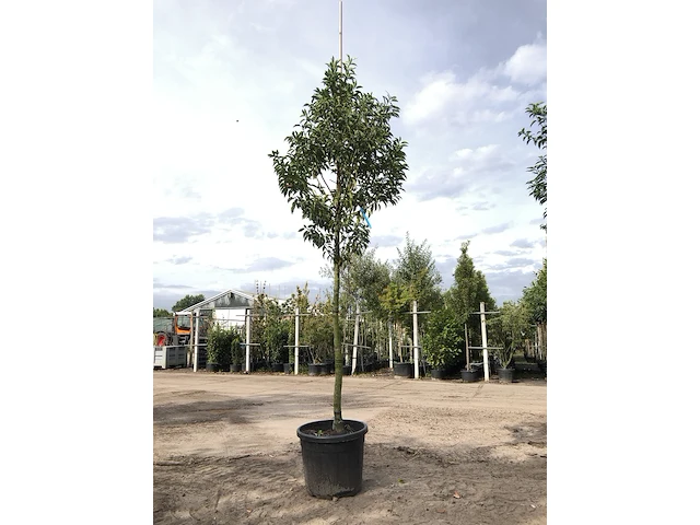 3x portugese laurier prunus 'angustifolia', leigeschikt, wintergroen, ca. 3-4 m hoog - afbeelding 1 van  3