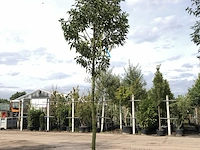 3x portugese laurier prunus 'angustifolia', leigeschikt, wintergroen, ca. 3-4 m hoog - afbeelding 1 van  3