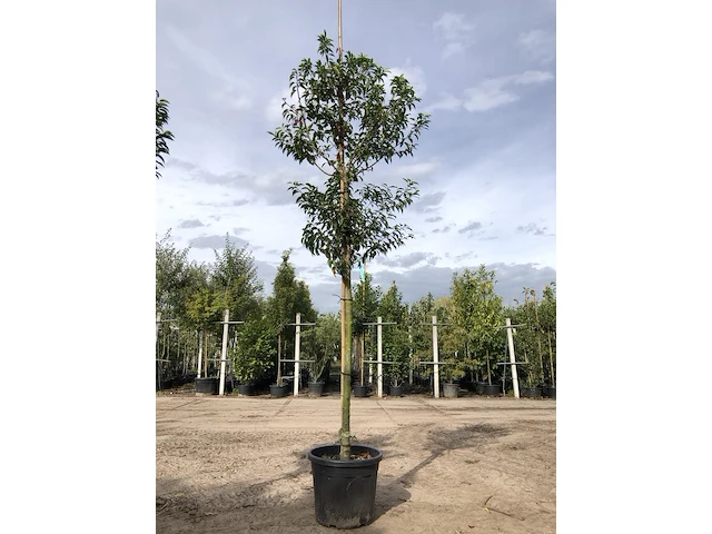 3x portugese laurier prunus 'angustifolia', leigeschikt, wintergroen, ca. 3-4 m hoog - afbeelding 2 van  3