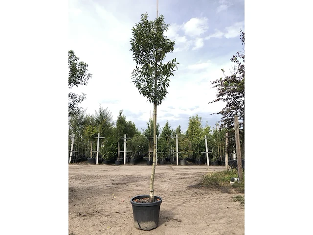 3x portugese laurier prunus 'angustifolia', leigeschikt, wintergroen, ca. 3-4 m hoog - afbeelding 3 van  3