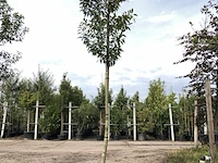3x portugese laurier prunus 'angustifolia', leigeschikt, wintergroen, ca. 3-4 m hoog - afbeelding 3 van  3