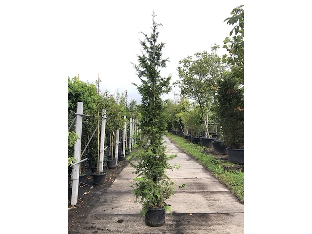 3x reuzenlevensboom thuja 'can-can', haagplant, wintergroen, ca. 250 cm hoog - afbeelding 1 van  3