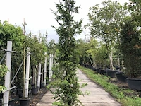3x reuzenlevensboom thuja 'can-can', haagplant, wintergroen, ca. 250 cm hoog - afbeelding 1 van  3