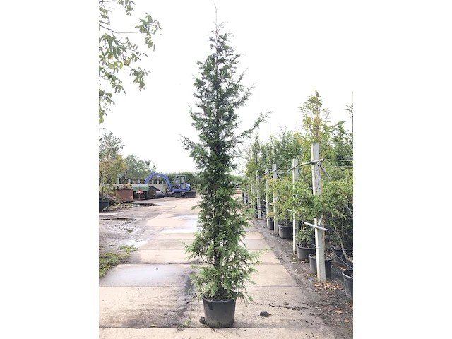 3x reuzenlevensboom thuja 'can-can', haagplant, wintergroen, ca. 250 cm hoog - afbeelding 2 van  3