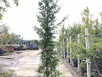 3x reuzenlevensboom thuja 'can-can', haagplant, wintergroen, ca. 250 cm hoog - afbeelding 2 van  3