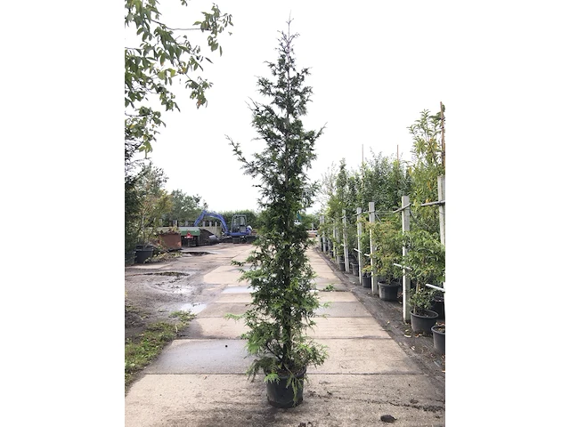 3x reuzenlevensboom thuja 'can-can', haagplant, wintergroen, ca. 250 cm hoog - afbeelding 3 van  3