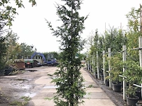 3x reuzenlevensboom thuja 'can-can', haagplant, wintergroen, ca. 250 cm hoog - afbeelding 3 van  3