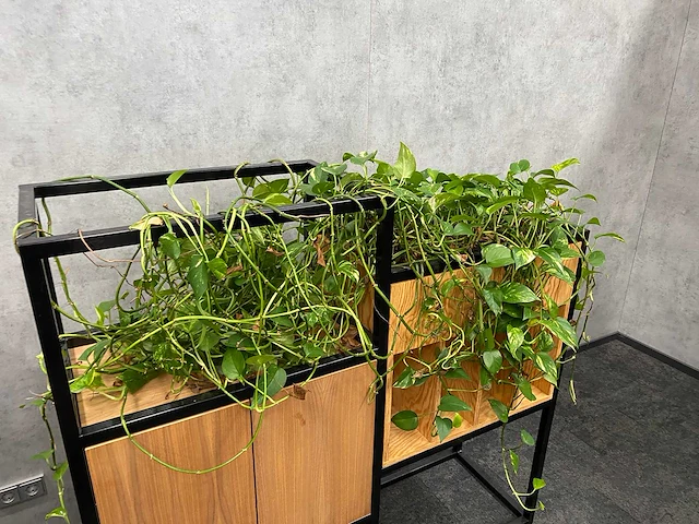 3x roomdivider met planten - afbeelding 6 van  10