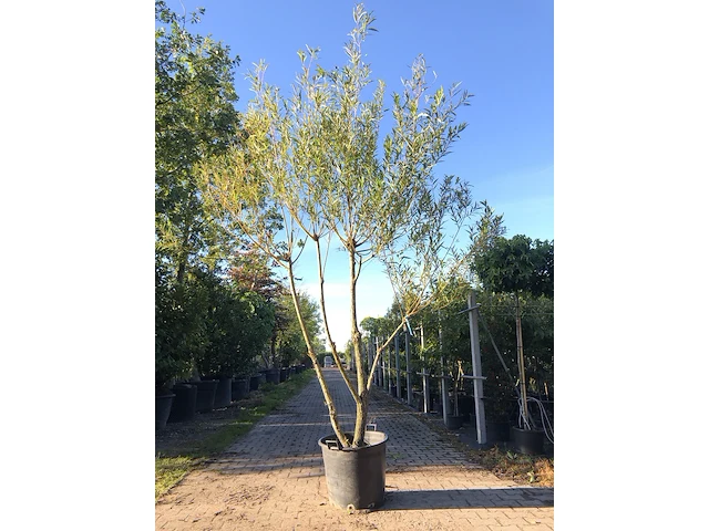 3x schietwilg salix alba, meerstammig, gele twijgen, ca. 350 cm hoog - afbeelding 1 van  3