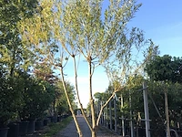 3x schietwilg salix alba, meerstammig, gele twijgen, ca. 350 cm hoog - afbeelding 1 van  3