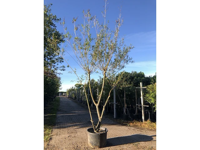3x schietwilg salix alba, meerstammig, gele twijgen, ca. 350 cm hoog - afbeelding 2 van  3