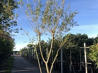 3x schietwilg salix alba, meerstammig, gele twijgen, ca. 350 cm hoog - afbeelding 2 van  3