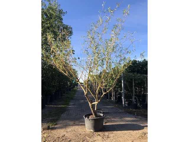3x schietwilg salix alba, meerstammig, gele twijgen, ca. 350 cm hoog - afbeelding 3 van  3
