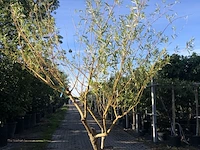 3x schietwilg salix alba, meerstammig, gele twijgen, ca. 350 cm hoog - afbeelding 3 van  3