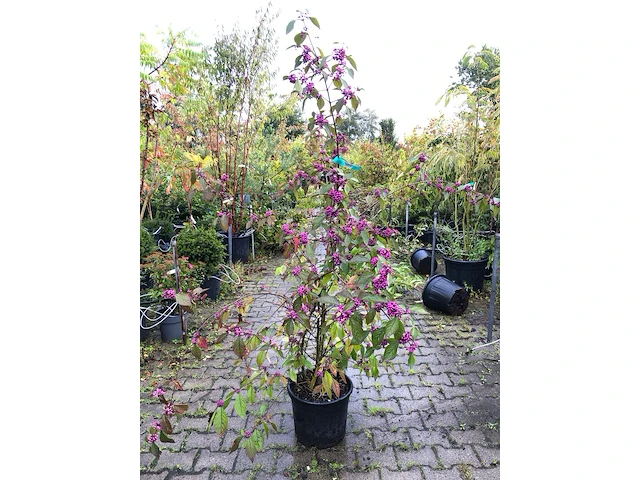 3x schoonvrucht callicarpa 'profusion', sierheester, paarse bloei, ca. 150 cm hoog - afbeelding 1 van  3