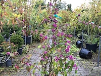 3x schoonvrucht callicarpa 'profusion', sierheester, paarse bloei, ca. 150 cm hoog - afbeelding 1 van  3