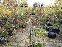 3x schoonvrucht callicarpa 'profusion', sierheester, paarse bloei, ca. 150 cm hoog - afbeelding 2 van  3