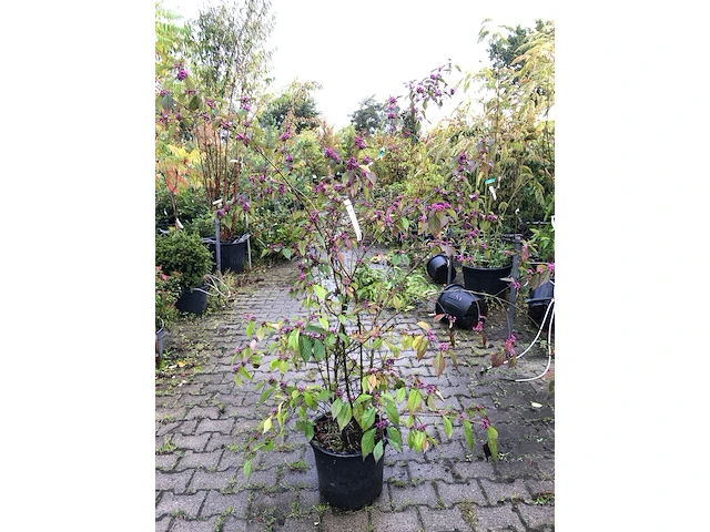 3x schoonvrucht callicarpa 'profusion', sierheester, paarse bloei, ca. 150 cm hoog - afbeelding 3 van  3