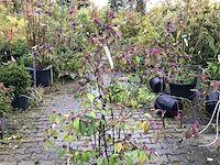 3x schoonvrucht callicarpa 'profusion', sierheester, paarse bloei, ca. 150 cm hoog - afbeelding 3 van  3