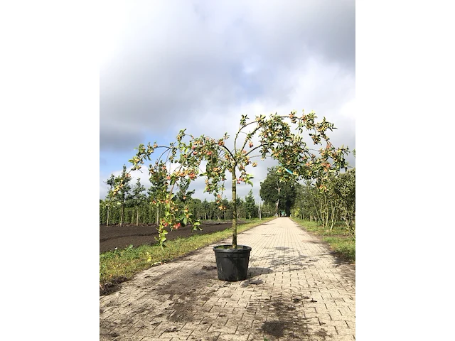 3x sierappel malus 'red sentinel', bloesemboom, rode sierappeltjes, ca. 250 cm - afbeelding 1 van  4